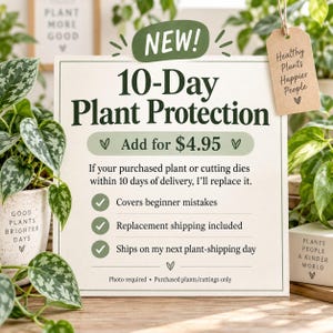 Pothos de 5 cm, ideal para principiantes, con raíces y kit de instrucciones (pedido mínimo: 2 unidades) imagen 4