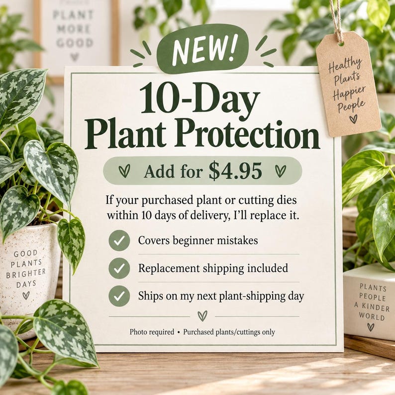 Pothos de 5 cm, ideal para principiantes, con raíces y kit de instrucciones (pedido mínimo: 2 unidades) imagen 4