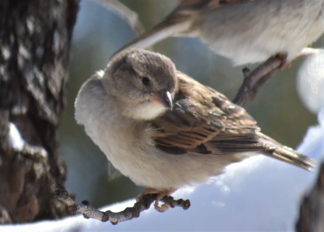 Gorrión pájaro bebé marrón otoño de aves - Etsy España