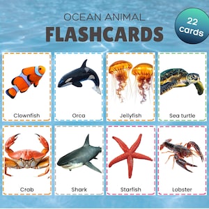 May include: Flashcards of ocean animals including a clownfish, orca, jellyfish, sea turtle, crab, shark, starfish, and lobster. The cards are bordered in blue and white, with the text "Ocean Animal Flashcards". Contains 22 cards.