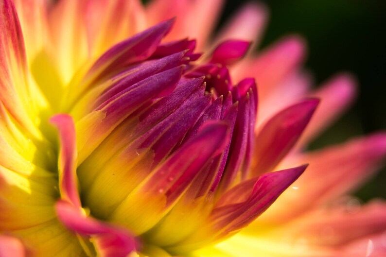 May include: Close-up of a pink and yellow dahlia flower with a deep purple center. The petals are soft and delicate, with a slight sheen.