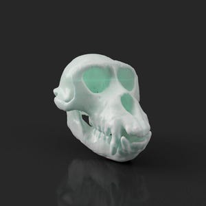 May include: A pale green primate skull with visible teeth and eye sockets.