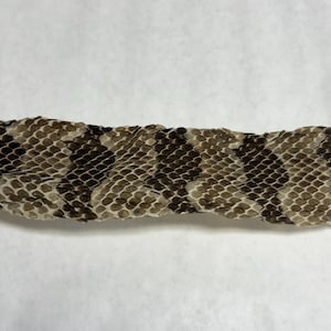 May include: A shed snake skin featuring a repeating pattern of dark brown, jagged, chevron-shaped bands against a lighter, tan-colored background. The texture consists of small, overlapping, diamond-shaped scales that cover the entire surface.