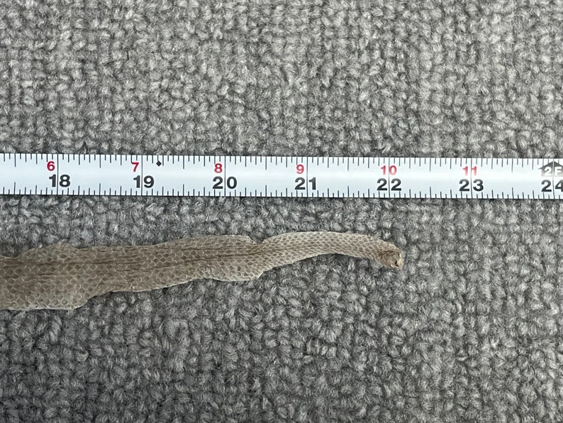 Neotropical Rattlesnake FULL Shed Etsy