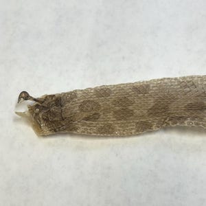 Hognose Snake shed skin
