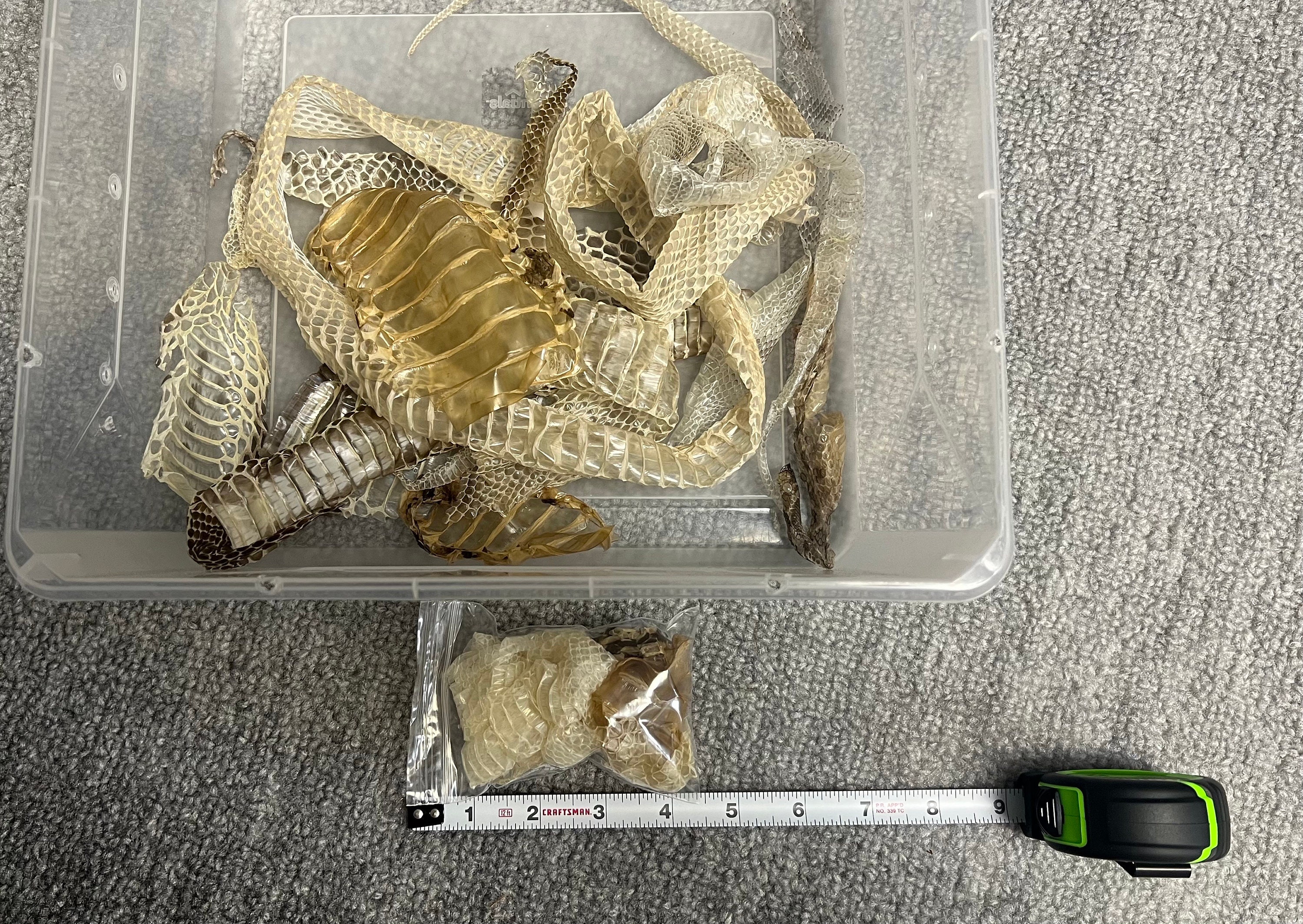 Random Snake Sheds Etsy