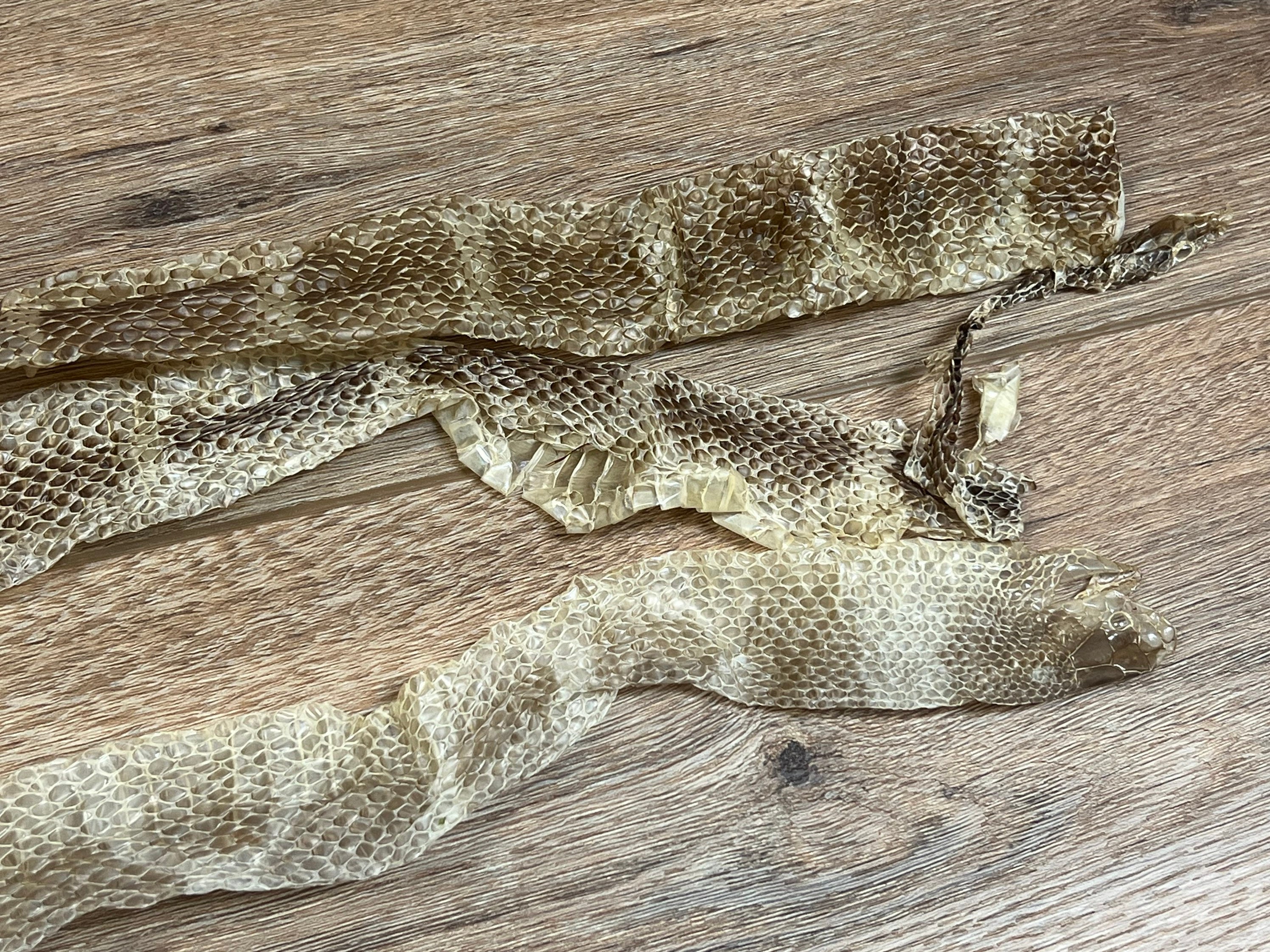 Eastern King Snake Shed Skin Etsy