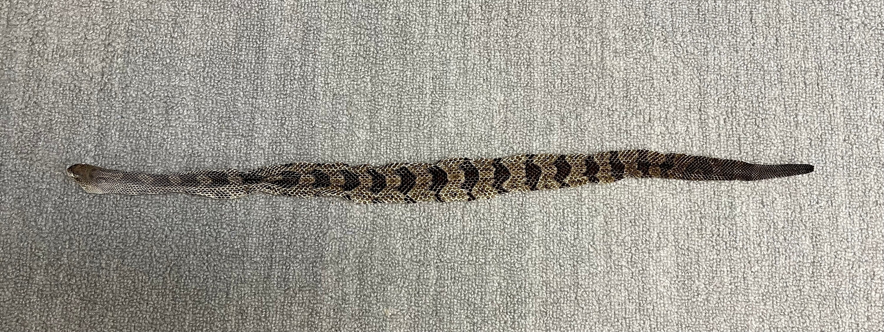 Timber Rattlesnake Shed Etsy