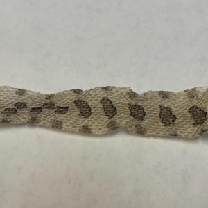 Pygmy Rattlesnake shed skin
