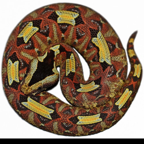 Unique Rattlesnake Skin & Conch Shell Custom Design Fishing