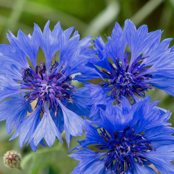 Semences de Centaurée Bleuet Biologiques