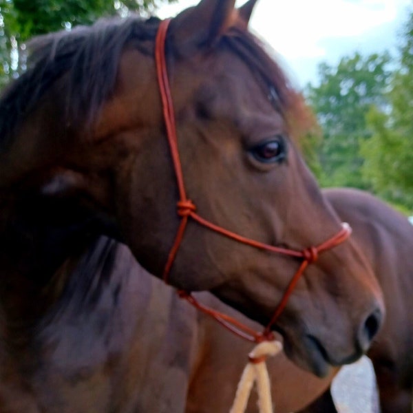 Rope Halter Etsy