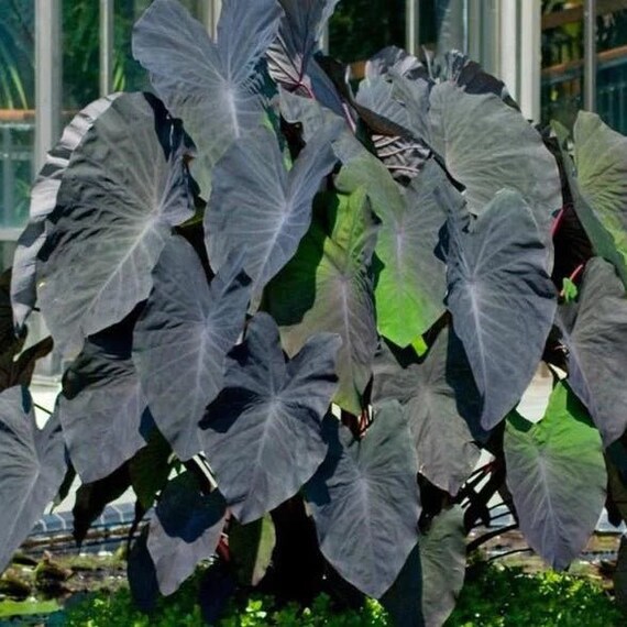 Black Beauty Elephant Ears Starter 4 Etsy