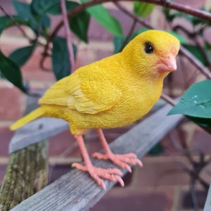 Canary bird for sale cheap