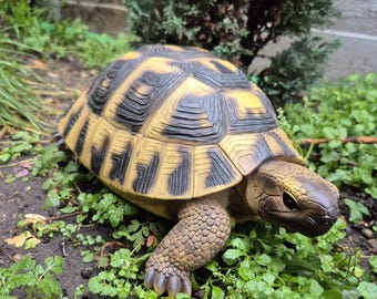 Tortuga Hermann – Resina de Vivid Arts Real Life / Adorno de jardín / Colección GiftFae Woodland