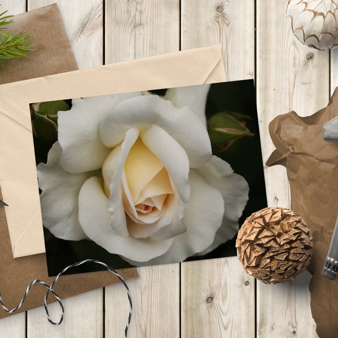 White Rose Flower High Resolution Photo High Res Digital - Etsy