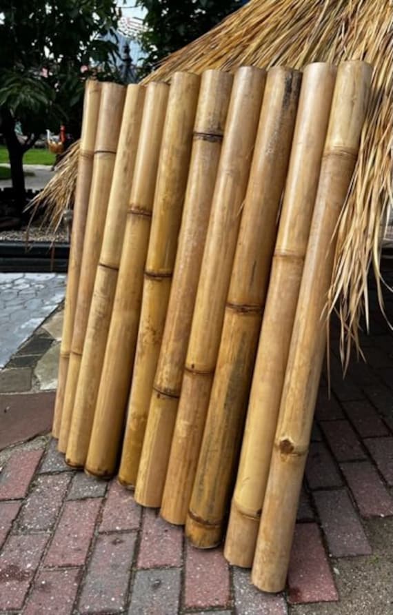 bambus pottenhausen preise Bambus aurea (Phyllostachys aurea) | 150-175 cm im Topf