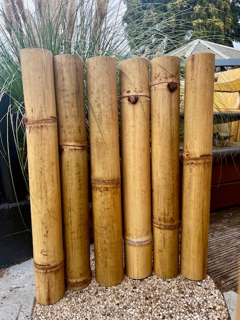 10 Bambusstangen a 1,00 Meter Bambusrohre Natur Durchmesser 13-15 cm Bamboo  Dekoration Garden-Haus-Wohnung Deko Bambusstangen - Etsy.de