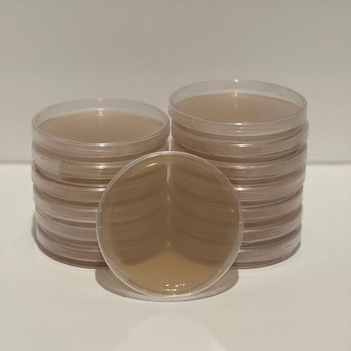 X10 Malt Extract Agar Plates Sterile Prepoured Etsy