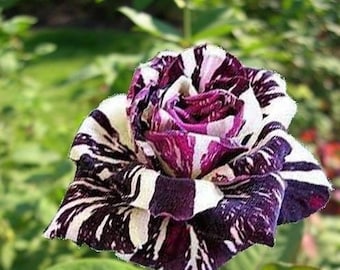 100 Rare Black Dragon Rose Flower Seeds, Exotic Rare Black Dragon Purple White Rose Flower Plant from Seeds