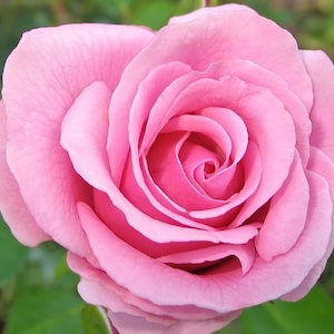 100 Pink Rare Rose Seeds Fresh Exotic Rare Pink Rose Flower Seeds Rose Flower from Seeds