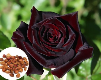 100 Black Baccara True Blood Hybrid Tea Rose Flower Seeds, Exotic Rare Rose Flower Plant Seeds