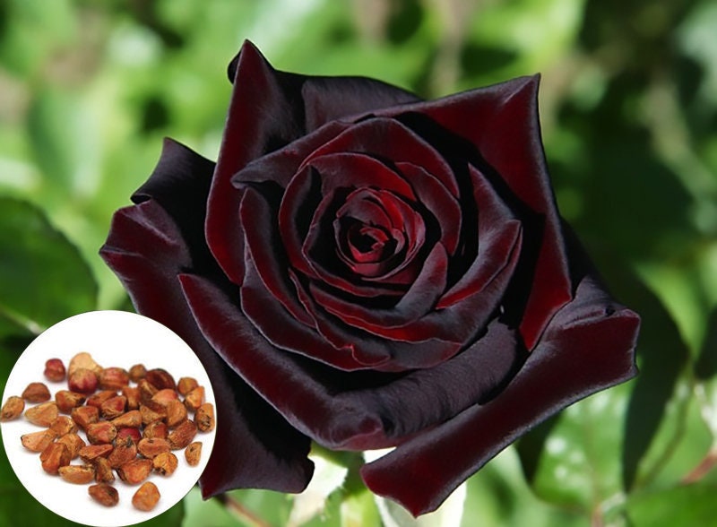 Baccara rose online perfume