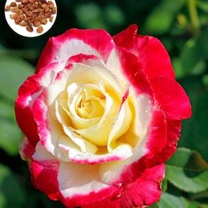 100 Nostalgia Red White Rare Hybrid Rose Seeds, Rose Flower Home Garden Plant