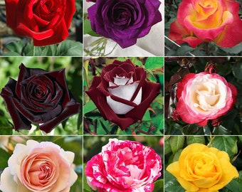 100 graines de fleurs de roses de thé hybrides mélangées, graines mélangées fraîches de plantes de roses hybrides rares, graines de plantes de fleurs de roses de jardin domestique