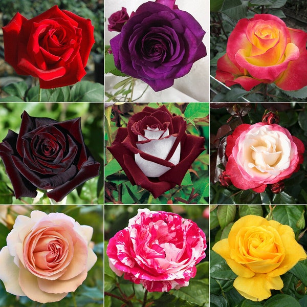 100 graines de fleurs de roses de thé hybrides mélangées, graines mélangées fraîches de plantes de roses hybrides rares, graines de plantes de fleurs de roses de jardin domestique