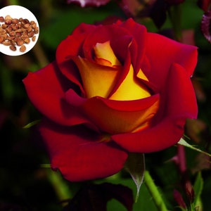 100 Yellow Red Bi-Color Rare Hybrid Tea Rose Seeds, Rose Flower Plant from Seeds