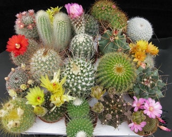 50 Cactus Mix Seeds Fresh Exotic Cacti Rare Cactus Mix Indoor Pot Home Garden Plant Seeds Growing Cacti from Seeds