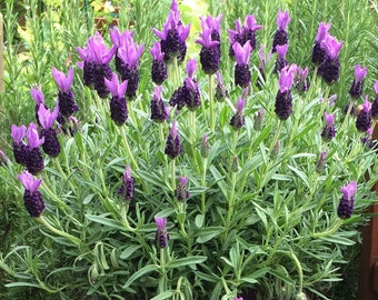 100 Lavender Herb Fresh Seeds, Lavender Flower Home Garden Live Plant Seeds