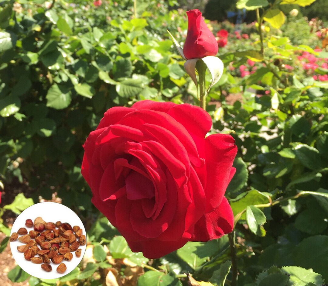 100 Red Rose Mister Linkoln Hybrid Tea Rose Flower Seeds Rare Exotic ...