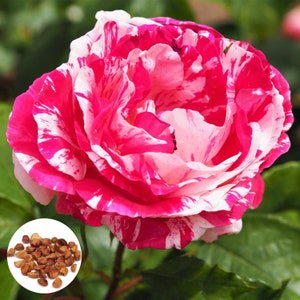 100 Rare Pink Dragon Rose Seeds, Exotic Rare Pink Dragon Rose Flower Fresh Seeds, Home Garden Rose Flower Plant Seeds
