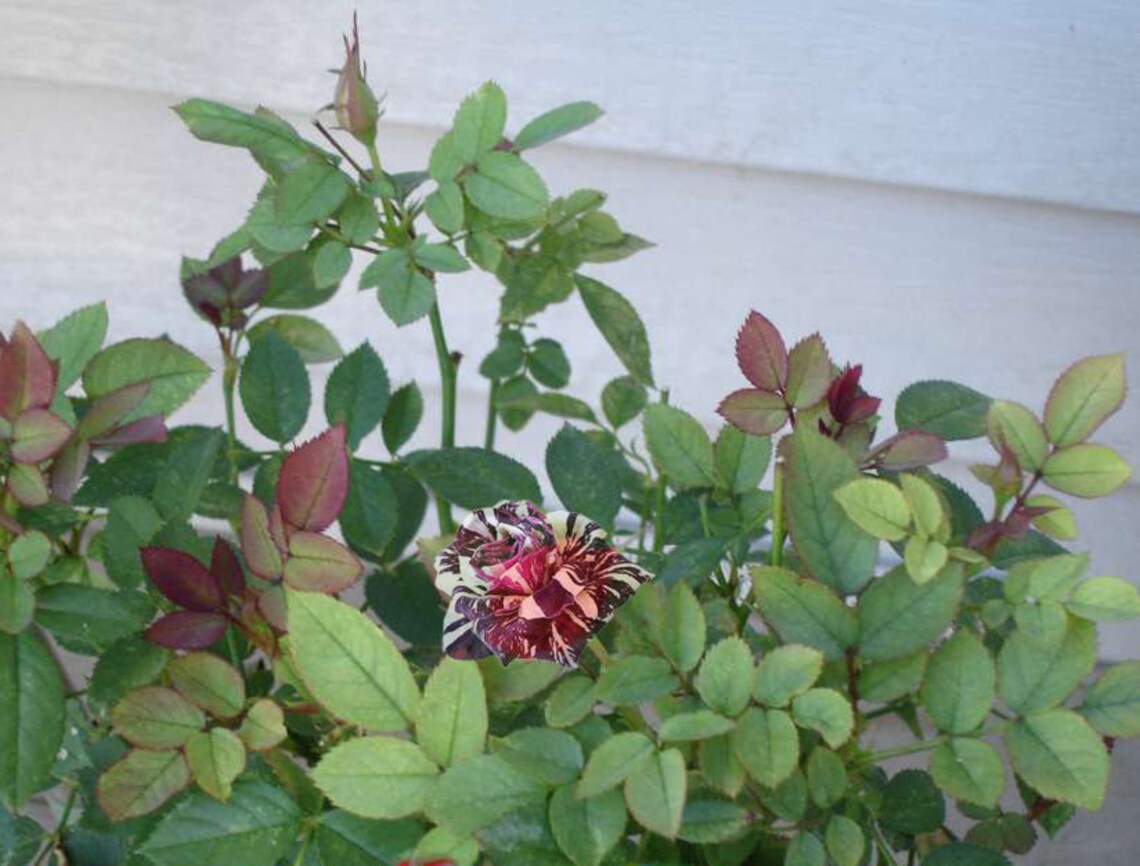 100 Rare Black Dragon Rose Flower Seeds Exotic Rare Black Etsy