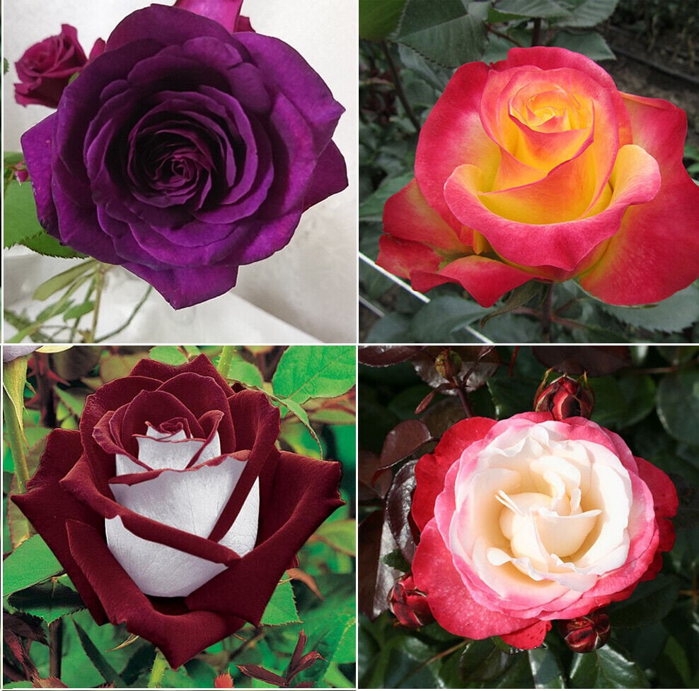 100 Hybrid Tea Rose Flower Seeds Mixed, Rare Hybrid Rose Plant Fresh Mixed Seeds, Home Garden