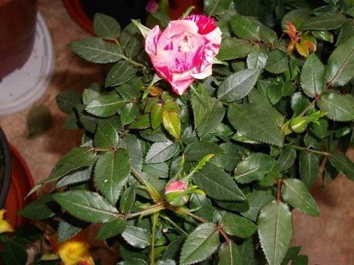 100 Rare Pink Dragon Rose Seeds Exotic Rare Pink Dragon Rose Etsy