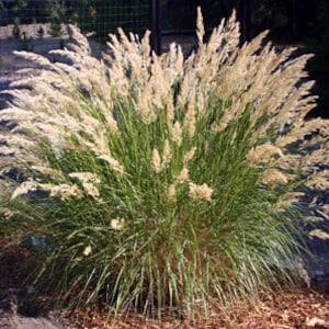 Achnatherum Calamagrostis Silver Spike Grass Ornamental grass and bamboo image 1