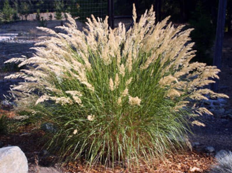 Achnatherum Calamagrostis Silver Spike Grass Ornamental grass and bamboo image 1