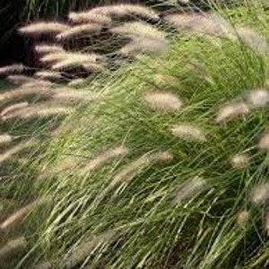 Achnatherum Calamagrostis Silver Spike Grass Ornamental grass and bamboo image 7