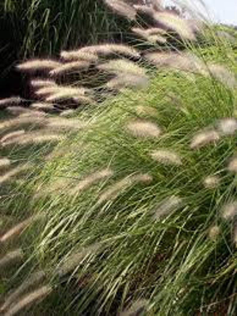 Achnatherum Calamagrostis Silver Spike Grass Ornamental grass and bamboo image 7