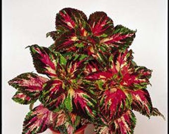 Coleus Super Rainbow Multi Color