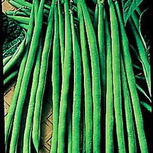 May include: A bunch of long, slender, green string beans. The beans are arranged in rows and are all about the same size.