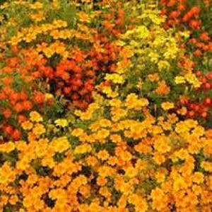 May include: A close-up view of a bed of orange, yellow, and red marigolds in full bloom.