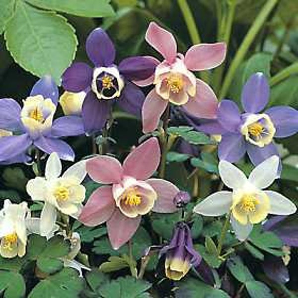 Aquilegia Dragonfly Mix  (Colombine)