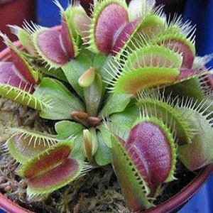 May include: A close-up of a carnivorous plant with several green and red traps. The traps are open and have sharp teeth around the edges.