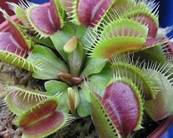 Dionaea Venus Fly Trap Seeds  10 Seeds