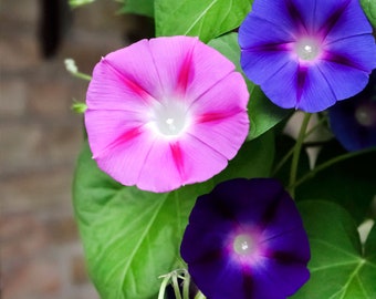 Morning Glory  Ipomoea Mix