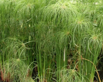 Cyperus Papyrus